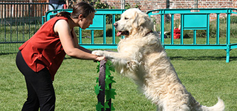 dog dancing